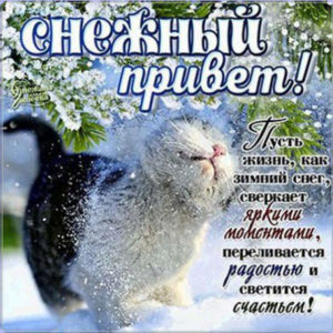 Красивые и нежные картинки снежный привет