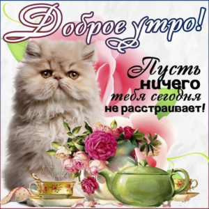 Доброе утро картинка с котом и надпись