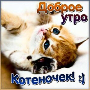 Доброе утро котенок открытка