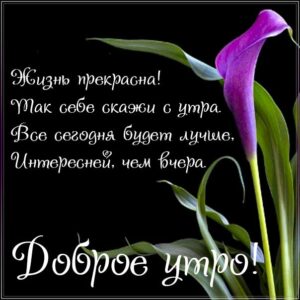 Утро жизнь прекрасна