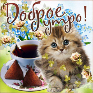 Утро доброе гифы с котиком
