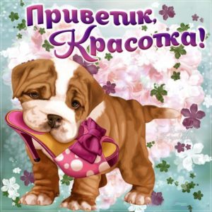 Открытки Привет Девушке