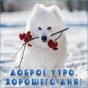 Зима утро позитив с калиной