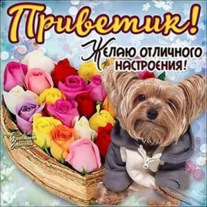 Скачать бесплатно открытку Привет