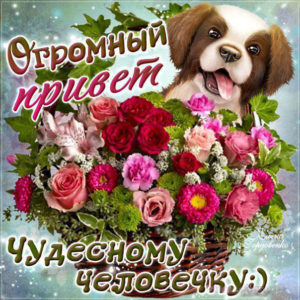 Открытки с Приветом красивые